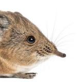 Слоновый прыгунчик