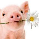 Животные. Милые и веселые :) — Telegram канал