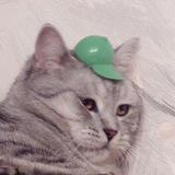 Картинки с тупыми котами — Telegram канал