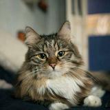 Самый уютный приют / просто фотки - Telegram канал