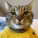 Пушистые угнетатели