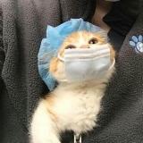 животные и мемы — Telegram канал