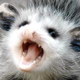 опоссумы на месте (дома)