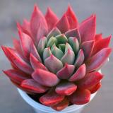 Комнатные растения | florida — Telegram канал