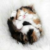 𝔾𝕒𝕥𝕠𝕤 😻 ℂ𝕒𝕥𝕤