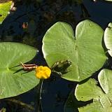 Mobimes - мобильные игры — Telegram канал