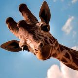 Утренние Сторис/Опросы