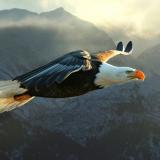 🦅 Стратегия и маркетинг