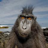 Очень смешные животные — Telegram канал