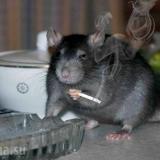 Крысы Ростова