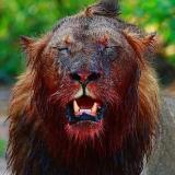 Животные | Жесть 18+ — Telegram канал