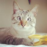 Смешные домашние животные — Telegram канал