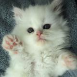 милашки — Telegram канал