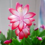 Комнатные растения — Telegram канал