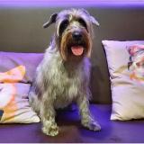 Крошка-шнауцер. Жизнь и приключения Лёли - Telegram канал