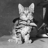 История в фотографиях|Интересные исторические фото — Telegram канал