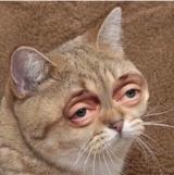 TUCHA - Telegram канал