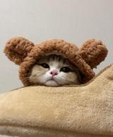 милые гороскопы — Telegram канал