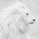 Boglike.max Просмотр рекламы 💰