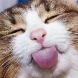 Добрый 🐶 юмор, мемы, приколы — Telegram канал