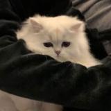 Моды | Gacha Life ♡ Gacha Club