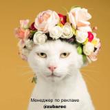 Канал с Котами, котиками, котэ