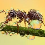 Природа | Животные | Насекомые — Telegram канал