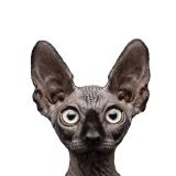 Кот Костян - официальный канал