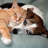 Собаки | Кошки - Telegram канал