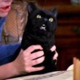 Котик, выдохни!