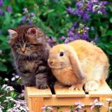 Забота о Домашних Животных — Telegram канал