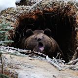 Берлога Бори