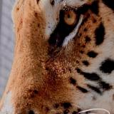 Дом Тигра / Tiger House - Telegram канал