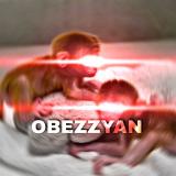 гифки пон с обезьянами🐒❤️