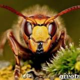 Дельфинарий Ковалевского