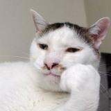 Всратые еблеты котов - Telegram канал