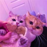 афигенный гороскоп