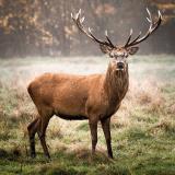 Охотник | Hunt.Ru | Развлекательный канал