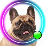 Французский бульдог🐾French_bulldog - Telegram канал