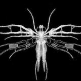 в стиле тату - Telegram канал