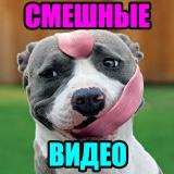 СМЕШНОЕ ВИДЕО | СМЕШНЫЕ ВИДЕО — Telegram канал