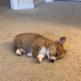 Крошка корги