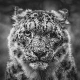 Real Nature - Telegram канал