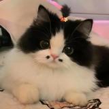 ЯЗЫКИ И ТЕМЫ | ОБОИ