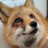 Ли Сяо / Alice the Fox - Telegram канал