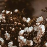 мои мысли — Telegram канал