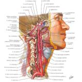 Конспекты | Биология и Химия