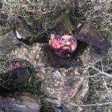 ЖЕСТЬ ВОЙНЫ 21+