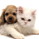 Анекдоты про животных — Telegram канал