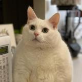 Мемы для важных переговоров — Telegram канал